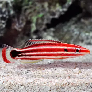 Candy Cane Hog (Bodianus sepiacaudus)
