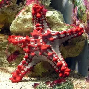 Crimson Knobbed Starfish (Protoreaster linckii)