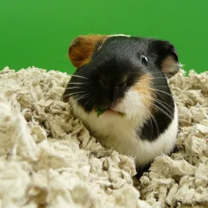 Dust-Free Natural Paper Small Pet Bedding