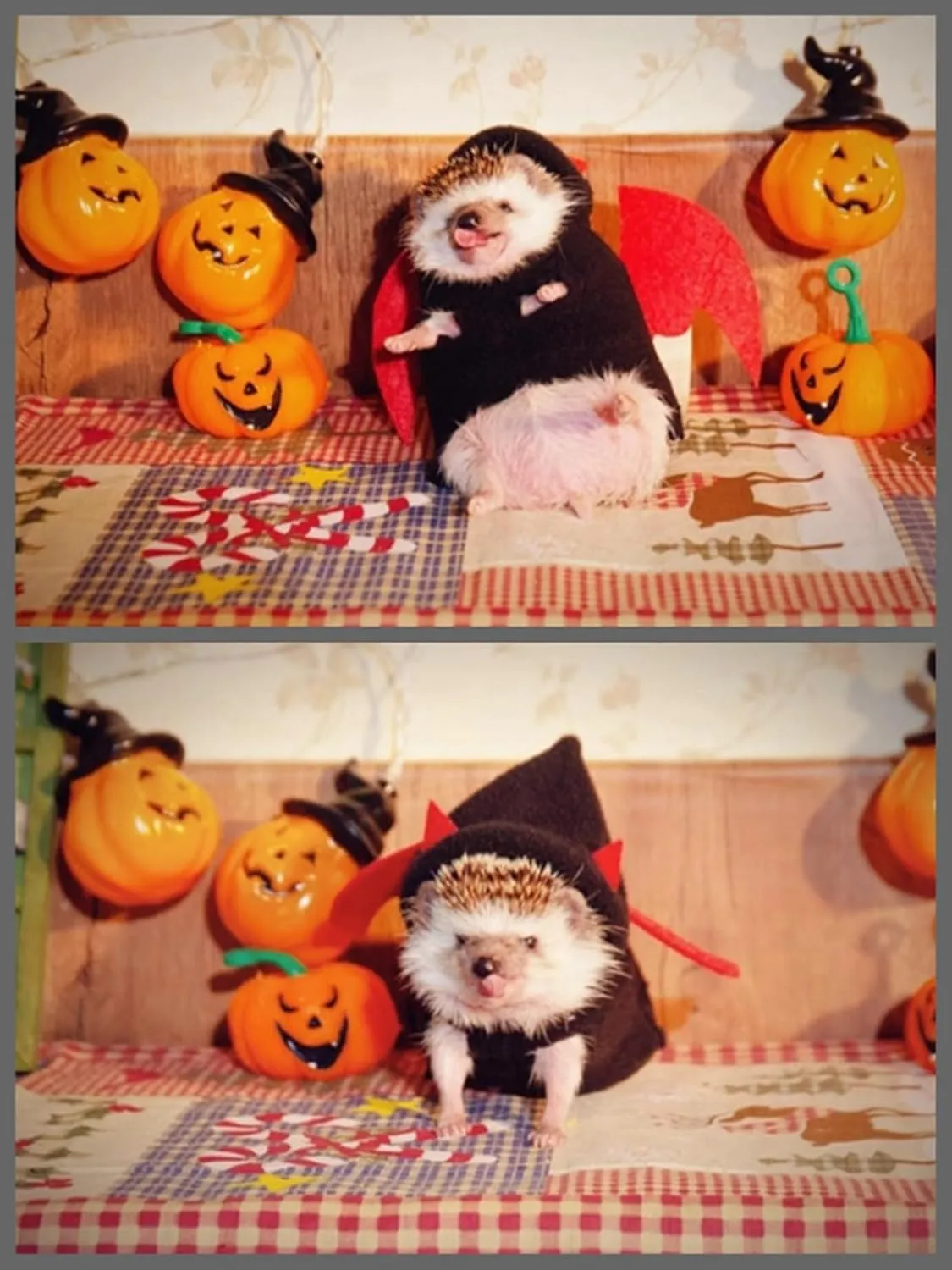 Hedgehog Costume Devil Costume Small Animal Costume Polar Fleece Handmade Hedgehog Hoodie Dress Up Accessories Role Play Halloween Christmas Party Pet Supplies (L(500-600g))