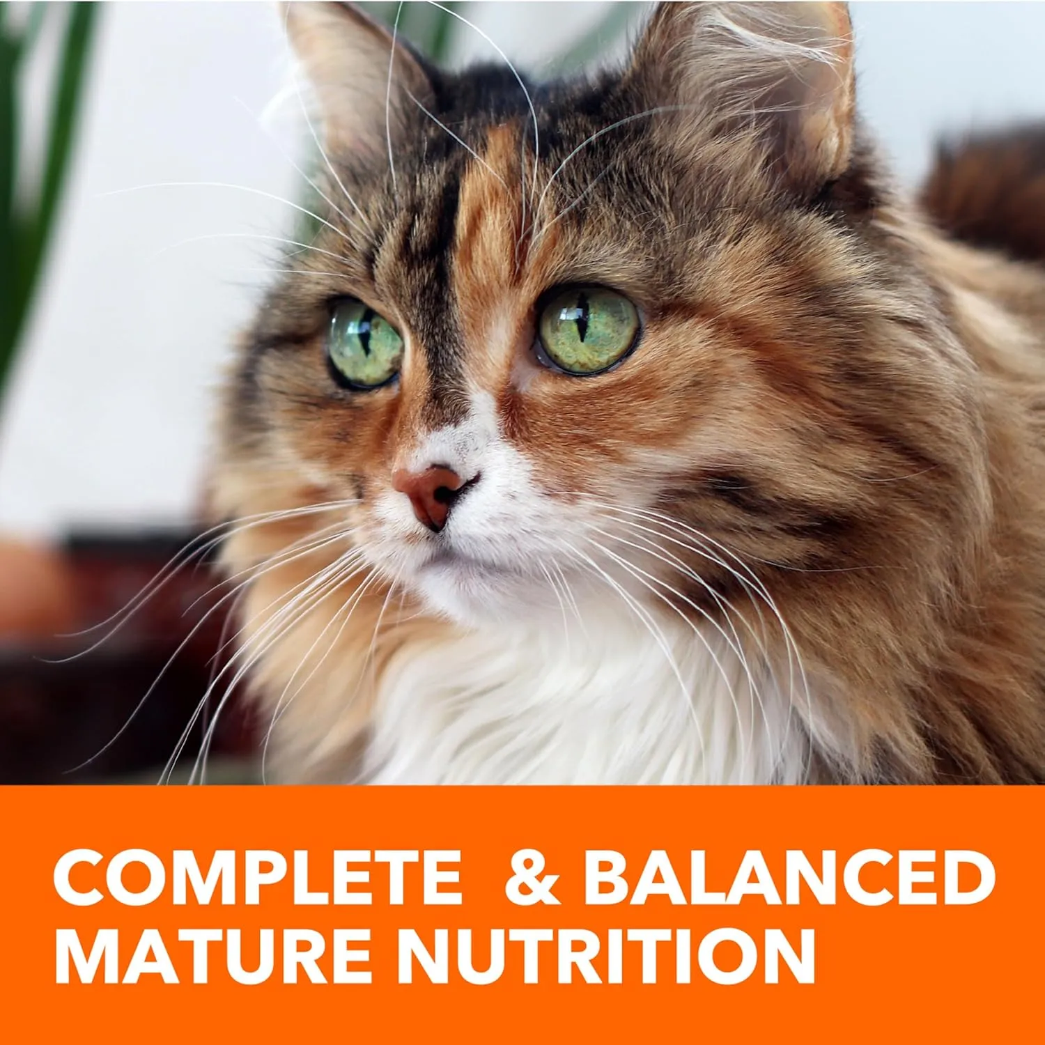 IAMS PROACTIVE HEALTH Healthy Senior Dry Cat Food with Chicken Cat Kibble, 3.5 lb. Bag