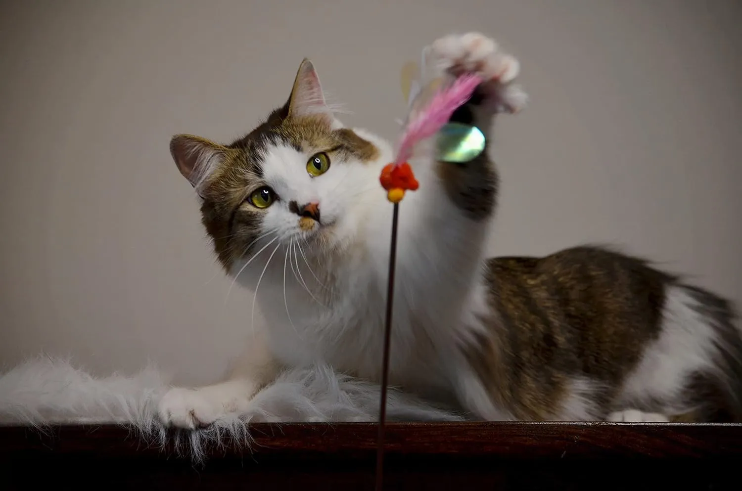 NECOICHI Crinkly Critters Fluttery Fish Cat Wand No.1 Selling Cat Toy in Japan
