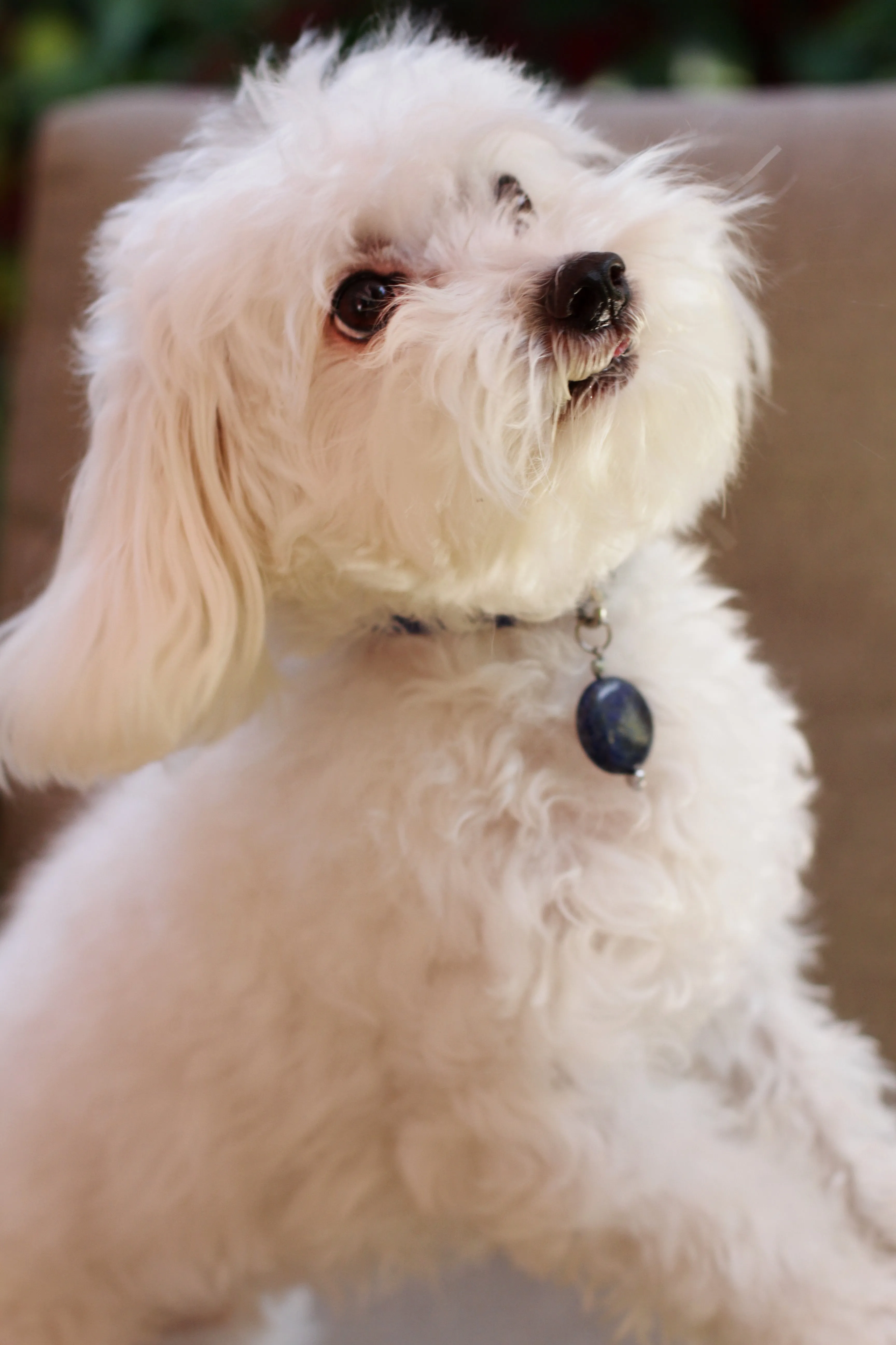 Pet Charm of Lapis Lazuli & Hematite Gemstone