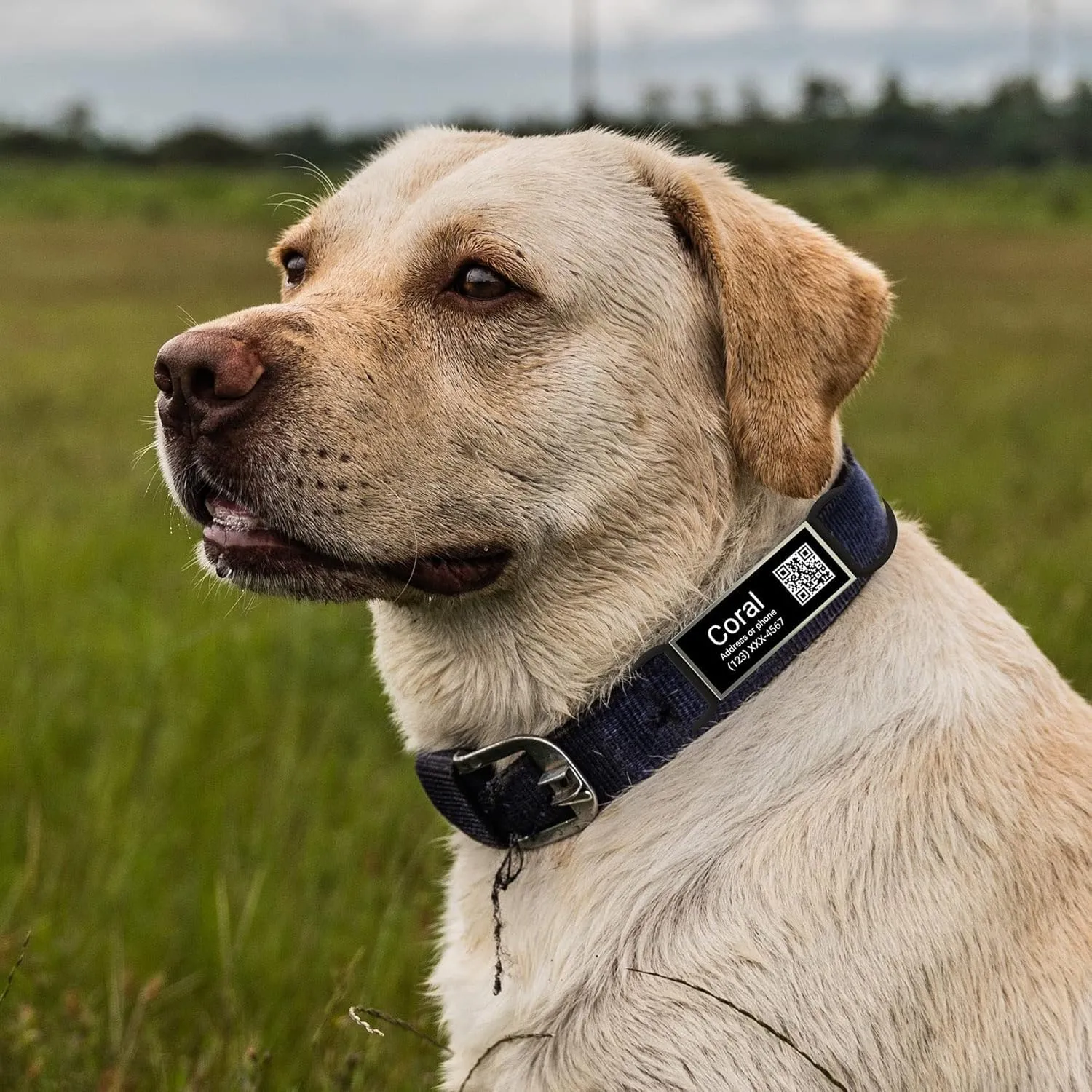 QR Code Slide On Dog Tag - Personalized Pet ID Tags, Custom Name Tags, Silent Noiseless - Free Online & Scan QR Receive Instant Location Alert Email